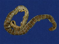 藏品(闊帶青斑海蛇)的圖片